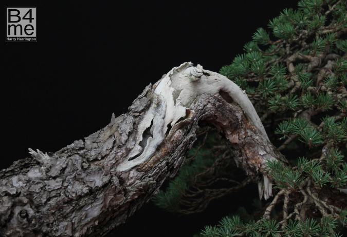scots pine bonsai